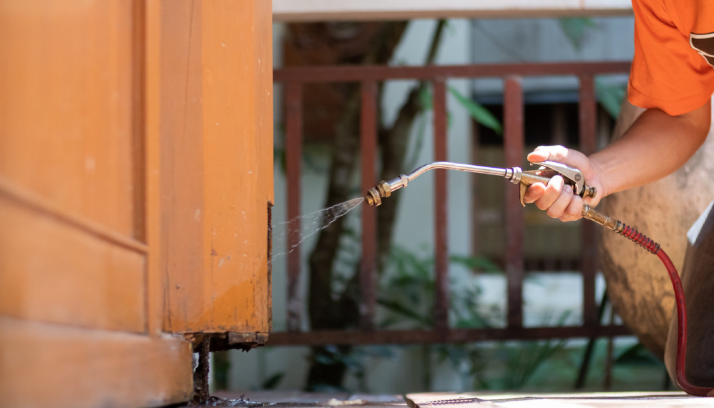 Combien coûte une dératisation ? Tarifs et conseils pour une intervention efficace !